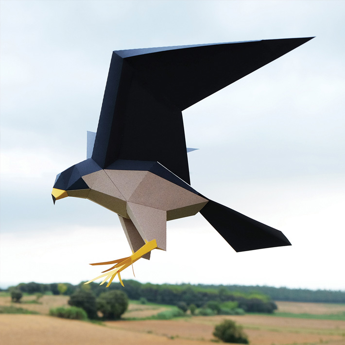 falco peregrinus peregrine falcon