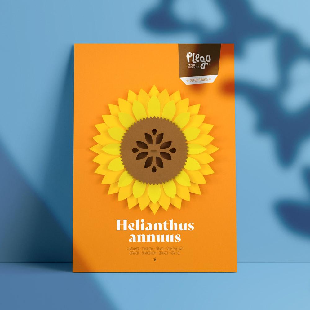 Helianthus annuus