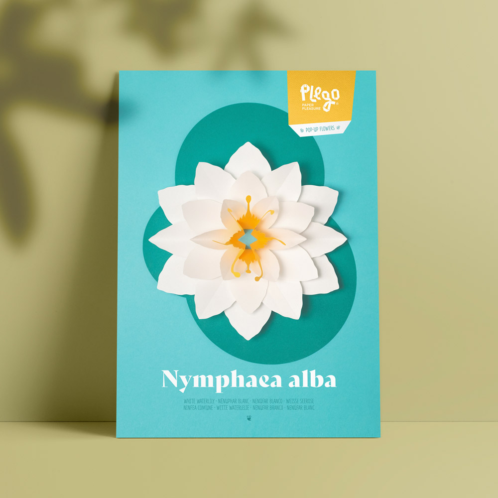 Nymphaea alba