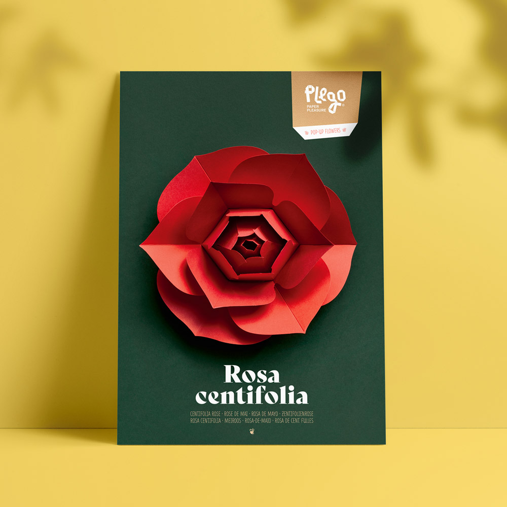 Plego Rosa centifolia paper craft