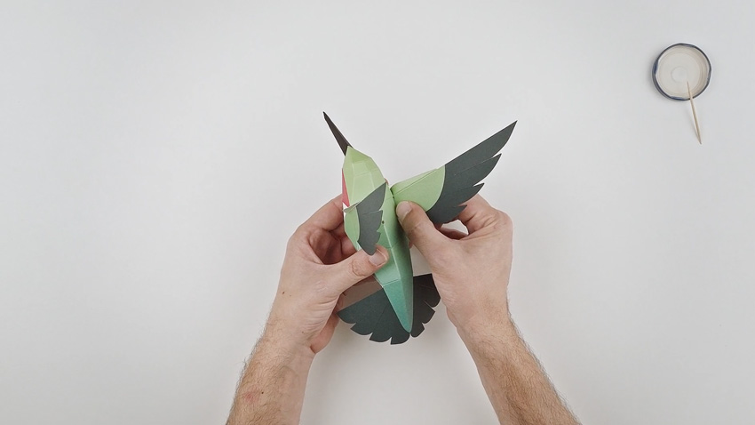 merops apiaster video tutorial