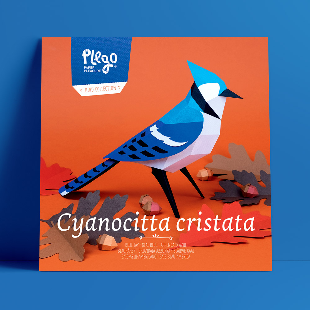 Cyanocitta Cristata